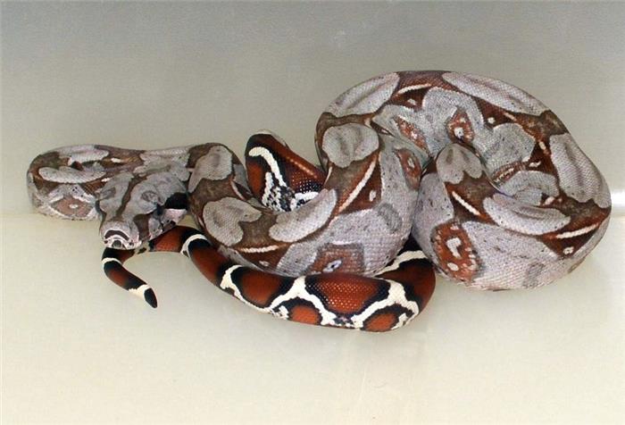 boa constrictor imperator guyana boa constrictor imperator guyana