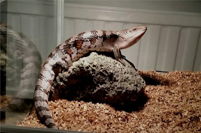 blåtungad skink blåtungad skink